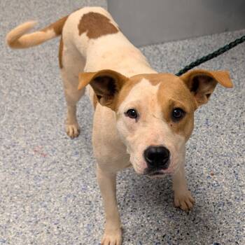Dolphin -  Mixed Breed Dog for Adoption in Greenville, South Carolina - Dolphin | PetCurious