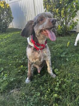 Remi -  Cockapoo Dog for Adoption in Thornwood, New York - Remi | PetCurious