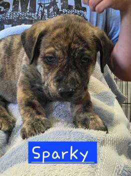 Sparky -  Dutch Shepherd Dog for Adoption in Walthill, Nebraska - Sparky | PetCurious