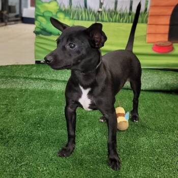Jeta -  Chihuahua and Miniature Pinscher Dog for Adoption in Vaughan, Ontario - Jeta | PetCurious