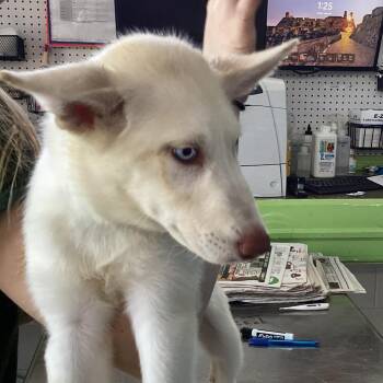 Annia -  Husky and Mixed Breed Dog for Adoption in Montgomery, Alabama - Annia | PetCurious