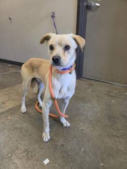 LOUIE -  Chihuahua and Pug Dog for Adoption in Ontario, California - LOUIE | PetCurious