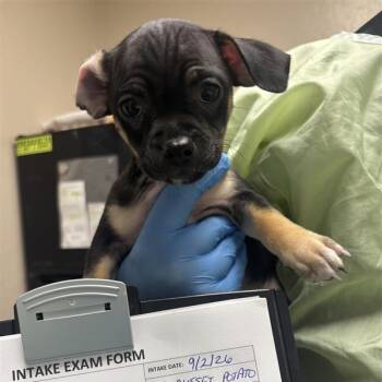 Russet Potato -  Chihuahua Dog for Adoption in Tempe, Arizona - Russet Potato | PetCurious