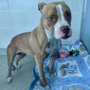 Snoopy -  Pit Bull Terrier Dog for Adoption in Matteson, Illinois - Snoopy | PetCurious