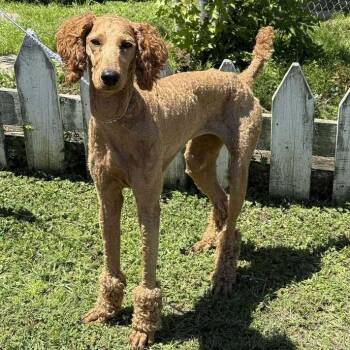 Standard Poodle Dogs Available for Adoption in Carencro, Louisiana - Lady Gaga | PetCurious