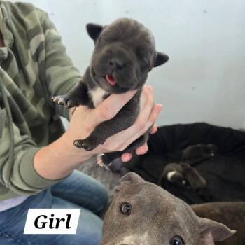 Mixed Breed Dogs Available for Adoption in Hinesville, Georgia - Pippin | PetCurious