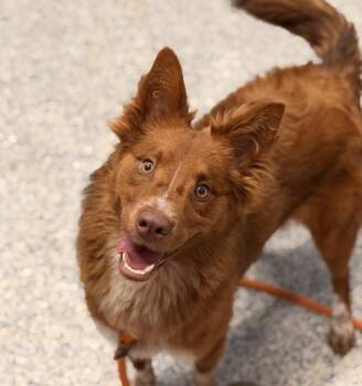 Katsune -  Border Collie Dog for Adoption in Golden, Colorado - Katsune | PetCurious