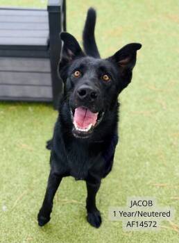 Jacob -  German Shepherd Dog Dog for Adoption - Jacob | PetCurious