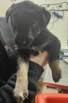 German Shepherd Dog and Labrador Retriever Dogs Available for Adoption in Pocatello, Idaho - Wasabi 45883 | PetCurious