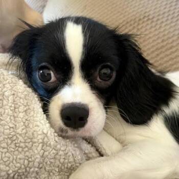 Mushu -  Cavalier King Charles Spaniel and Poodle Dog for Adoption in Minneapolis, Minnesota - Mushu | PetCurious