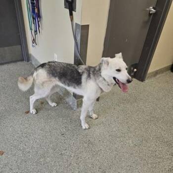 Dolly -  German Shepherd Dog and Mixed Breed Dog for Adoption in Kansas City, Missouri - Dolly | PetCurious