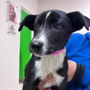 German Shepherd Dog Dogs Available for Adoption in Goleta, California - Lucy | PetCurious