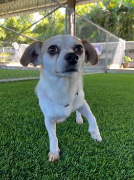 Mixed Breed Dogs Available for Adoption in New York, New York - Sharla | PetCurious