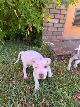 Jake -  American Bulldog and American Staffordshire Terrier Dog for Adoption in Phoenix, Arizona - Jake | PetCurious