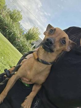 Noah -  Mixed Breed Dog for Adoption in Vaudreuil-dorion, Quebec - Noah | PetCurious