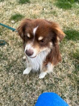 Australian Shepherd Dogs Available for Adoption - Taz | PetCurious