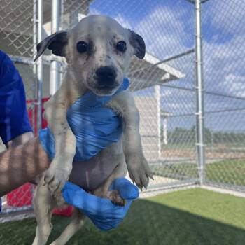 Border Collie Dogs Available for Adoption in Liberty, Missouri - Florida | PetCurious