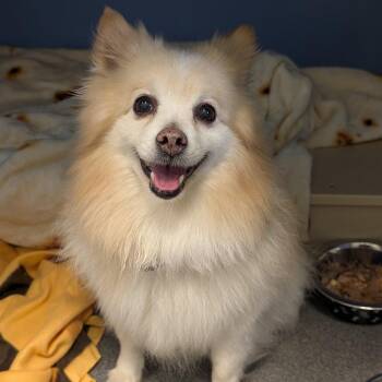 Klaus -  American Eskimo Dog and Pomeranian Dog Available for Adoption in New Castle, Delaware - Klaus | PetCurious