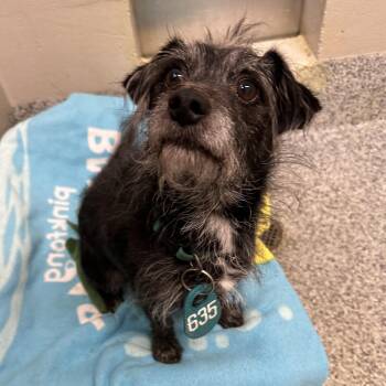 Mr. Sir (ID 53317) -  Miniature Schnauzer Dog for Adoption in Manassas, Virginia - Mr. Sir (ID 53317) | PetCurious