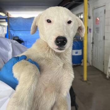 Mixed Breed Dogs Available for Adoption in Edinburg, Texas - Marissa | PetCurious