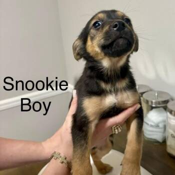 Mixed Breed Dogs Available for Adoption - Snookie | PetCurious