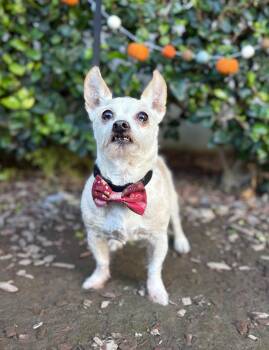 Rescue Wirehaired Terrier Dogs for Adoption in South El Monte, California - Elfie | PetCurious