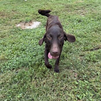 Shelby -  Pointer and Chesapeake Bay Retriever Dog for Adoption in Marshalltown, Iowa - Shelby | PetCurious