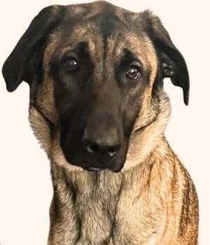 German Shepherd Dog Dogs Available for Adoption in Hoffman Estates, Illinois - Fallon | PetCurious