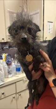 Elf -  Chihuahua and Yorkshire Terrier Dog for Adoption - Elf | PetCurious
