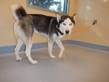 Rescue Husky Dogs for Adoption in San Jose, California - CHARLYN | PetCurious
