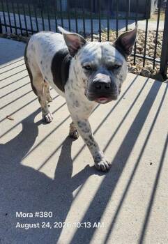 ROCKSTEADY -  Pit Bull Terrier Dog for Adoption in San Antonio, Texas - ROCKSTEADY | PetCurious