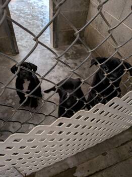 Cane Corso puppies -  Cane Corso Dog for Adoption in Hermiston, Oregon - Cane Corso Puppies | PetCurious