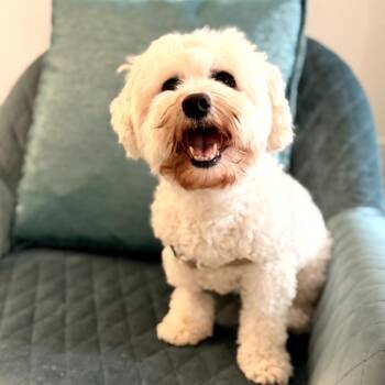 Maltese and Poodle Dogs Available for Adoption in Lakewood Ranch, Florida - Gabby | PetCurious