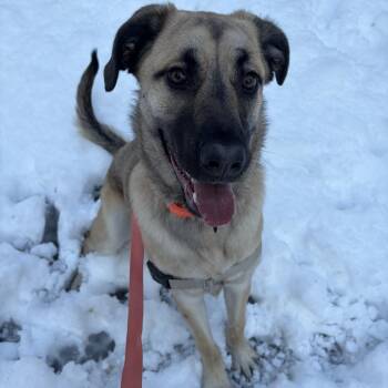 Terrier Dogs Available for Adoption - Josephine | PetCurious