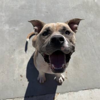 Andromeda -  Pit Bull Terrier and Catahoula Leopard Dog Dog for Adoption in Birmingham, Alabama - Andromeda | PetCurious