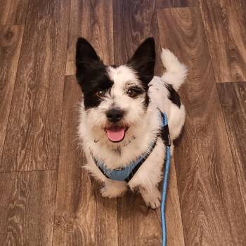 Terrier Dogs Available for Adoption - Benji | PetCurious