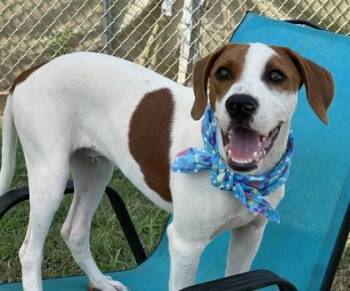 Copper $50 -  Mixed Breed Dog for Adoption in Seneca, South Carolina - Copper $50 | PetCurious