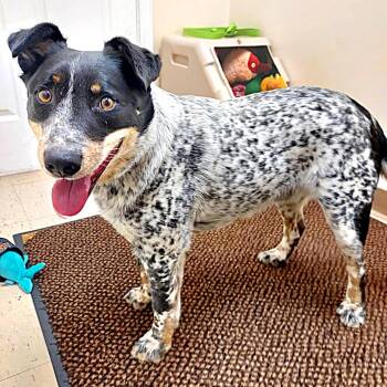 Cisco -  Australian Cattle Dog Blue Heeler and Beagle Dog for Adoption in Falls Creek, Pennsylvania - Cisco | PetCurious