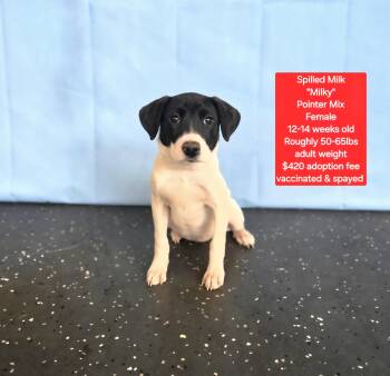 Pointer Dogs Available for Adoption in Oviedo, Florida - Spilled Milk "Milky" | PetCurious