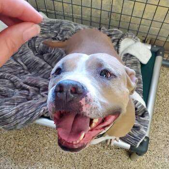 Rescue Pit Bull Terrier Dogs for Adoption in Polson, Montana - Joey | PetCurious