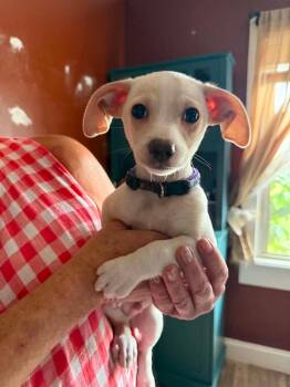Beau -  Mixed Breed Dog for Adoption in Madison, Wisconsin - Beau | PetCurious