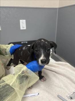 INDIANA BONES -  Pit Bull Terrier Dog for Adoption in Las Vegas, Nevada - INDIANA BONES | PetCurious