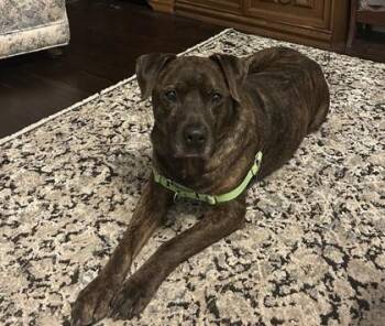 Whopper -  Mixed Breed Dog for Adoption in Kansas City, Missouri - Whopper | PetCurious
