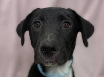 Serenity -  Border Collie and Labrador Retriever Dog for Adoption in Portland, Oregon - Serenity | PetCurious