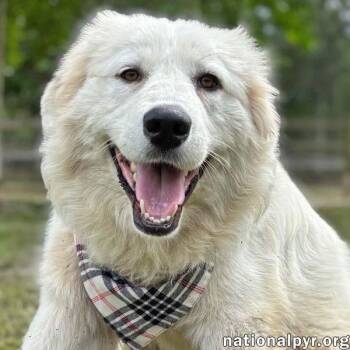 Donnie in GA - Sweet & Well-Mannered -  Great Pyrenees Dog for Adoption in Beacon, New York - Donnie In GA - Sweet & Well-Mannered | PetCurious