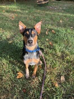 Logan -  Cattle Dog and Mixed Breed Dog for Adoption in Kalamazoo, Michigan - Logan | PetCurious