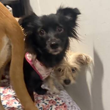Nadia -  Chihuahua Dog for Adoption in Pleasant Valley, New York - Nadia | PetCurious