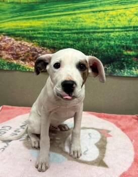 Pit Bull Terrier and Mixed Breed Dogs Available for Adoption - A549236 | PetCurious