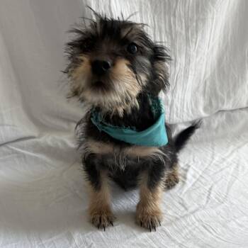 Oliver -  Mixed Breed Dog for Adoption in Canal Winchester, Ohio - Oliver | PetCurious
