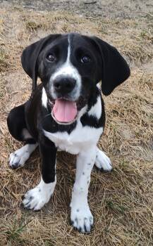 Junior  -  Standard Poodle and St. Bernard Dog for Sale in Union, Kentucky - Junior  | PetCurious